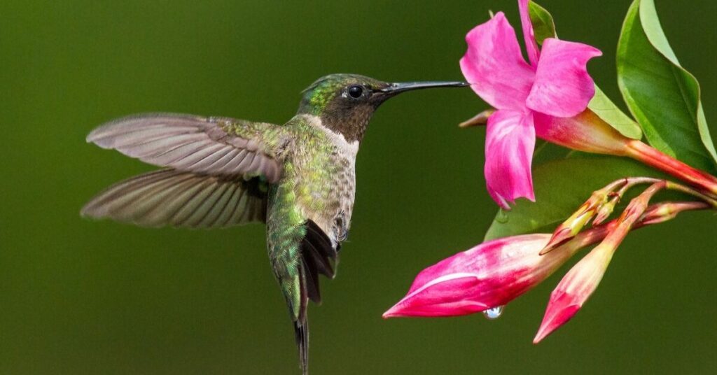 Food-Inspired Names For Hummingbirds