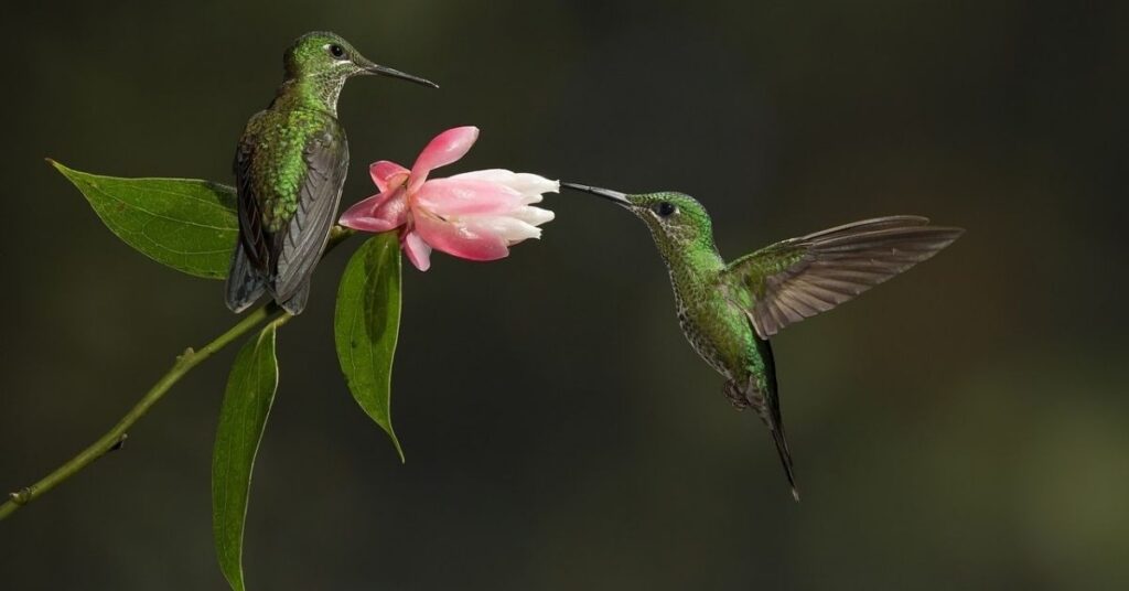 Funny Hummingbird Names