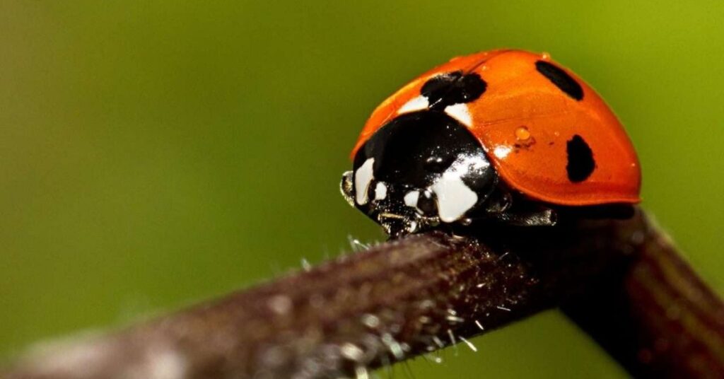 Funny Ladybug Names