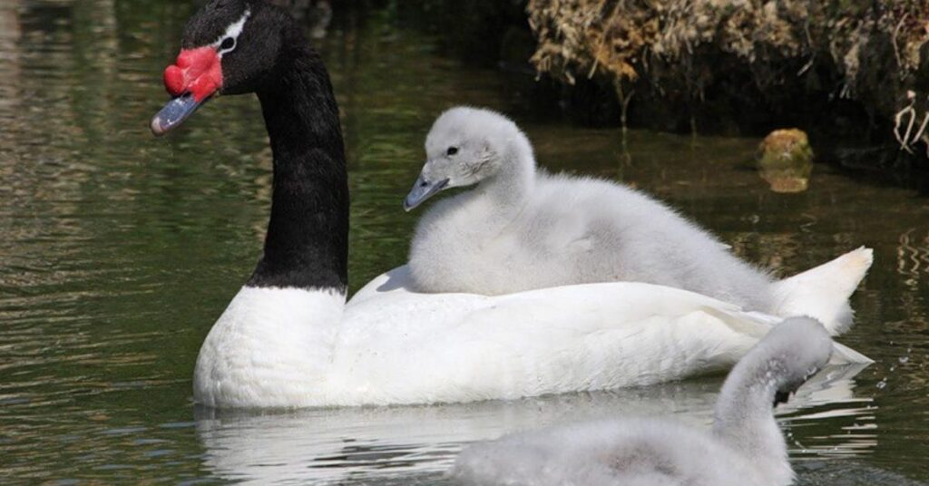 Funny Names for Swan