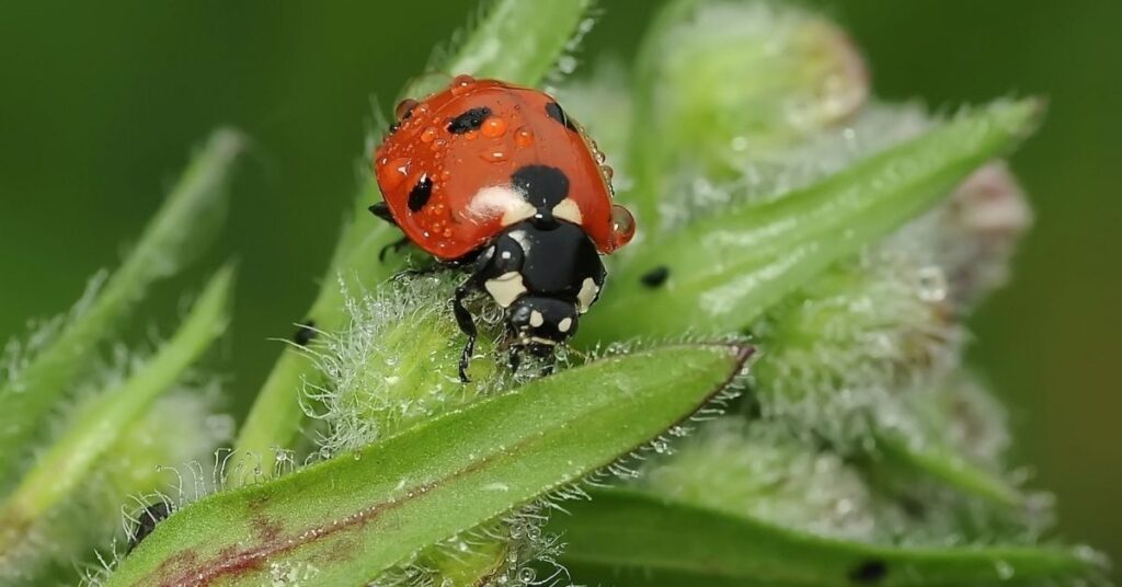 Good Ladybug Name Ideas