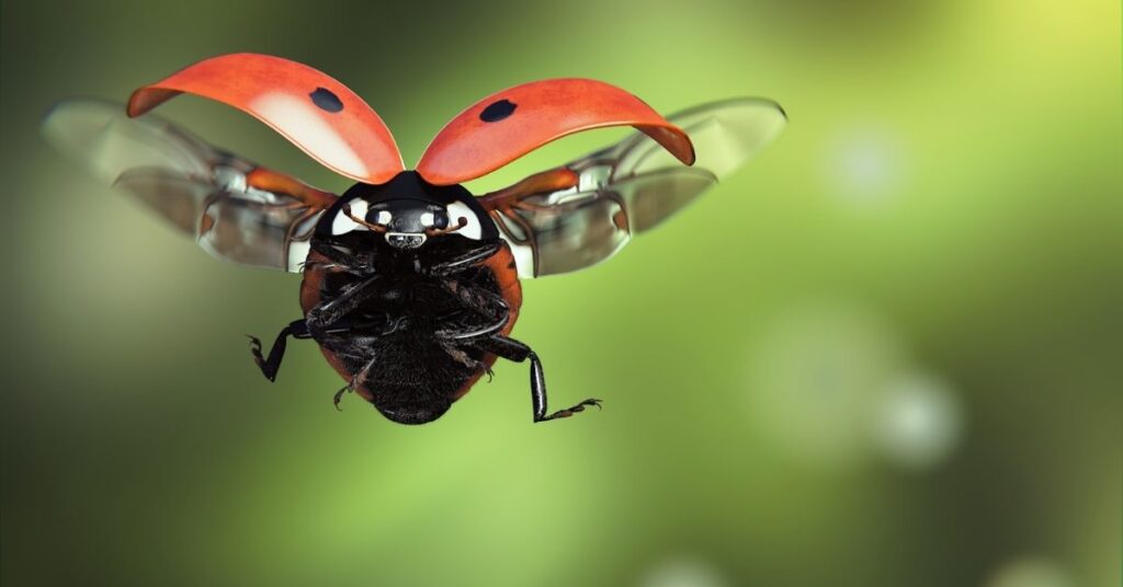 Ladybug Male Names