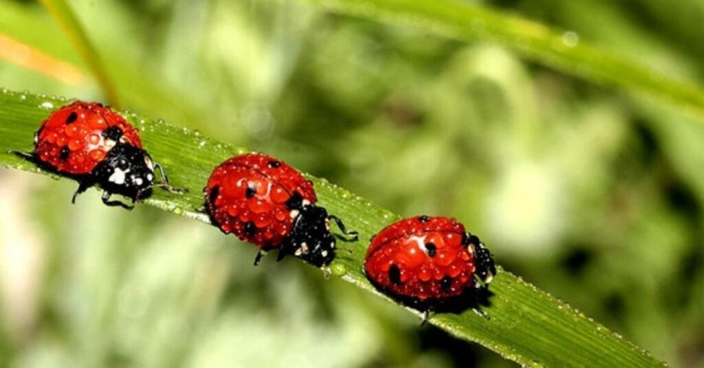 Ladybug Names in Other Languages