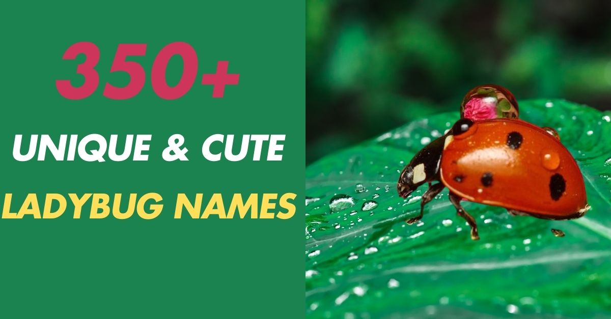 Ladybug Names