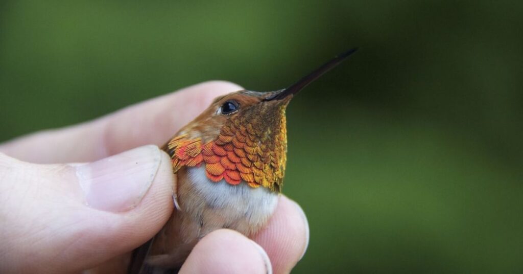 Little Hummingbird Names