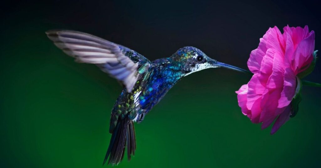 Male Hummingbird Names