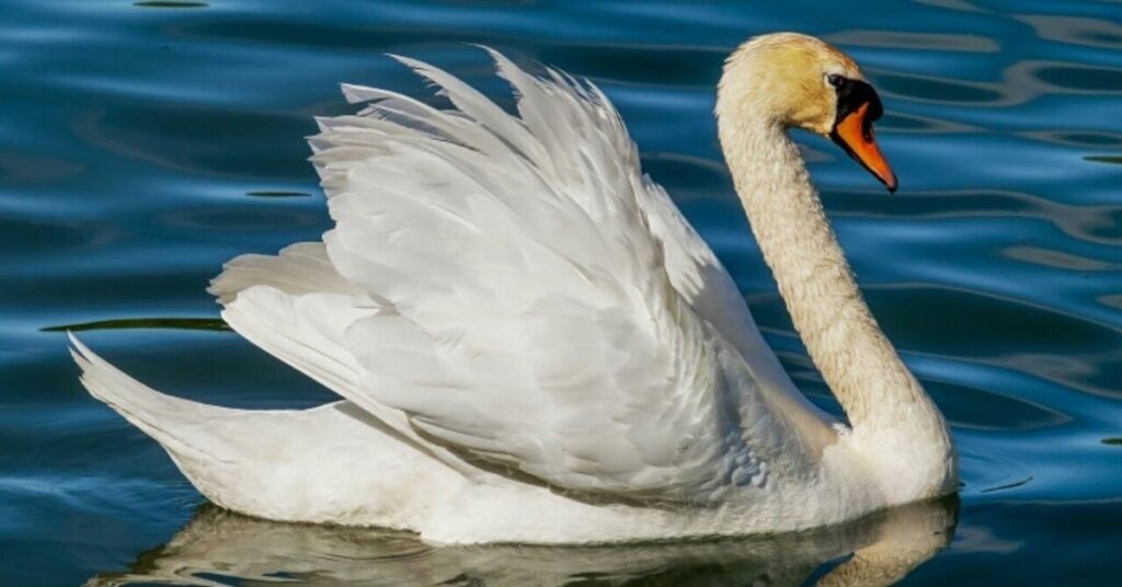 Male Swan Names