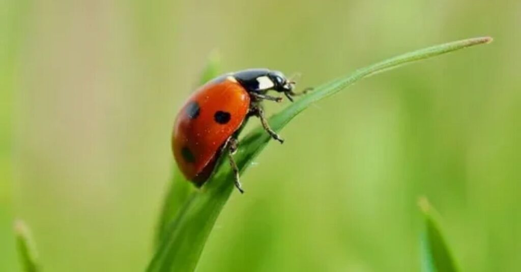 Mythical Ladybug Names