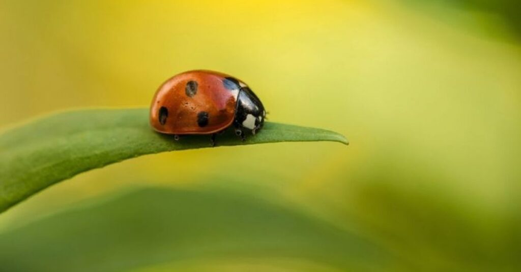 Names that Mean Ladybug