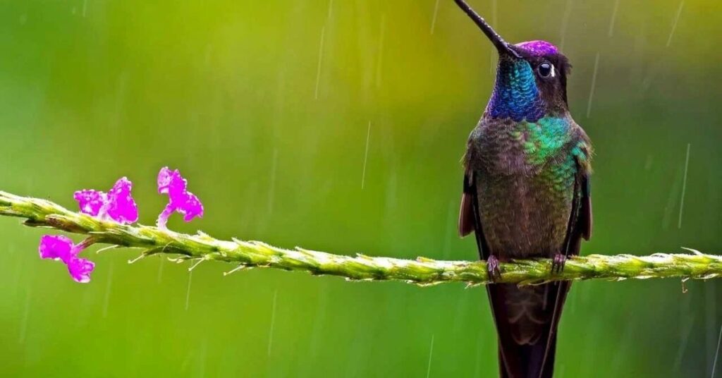 Nature-Inspired Names For Hummingbirds
