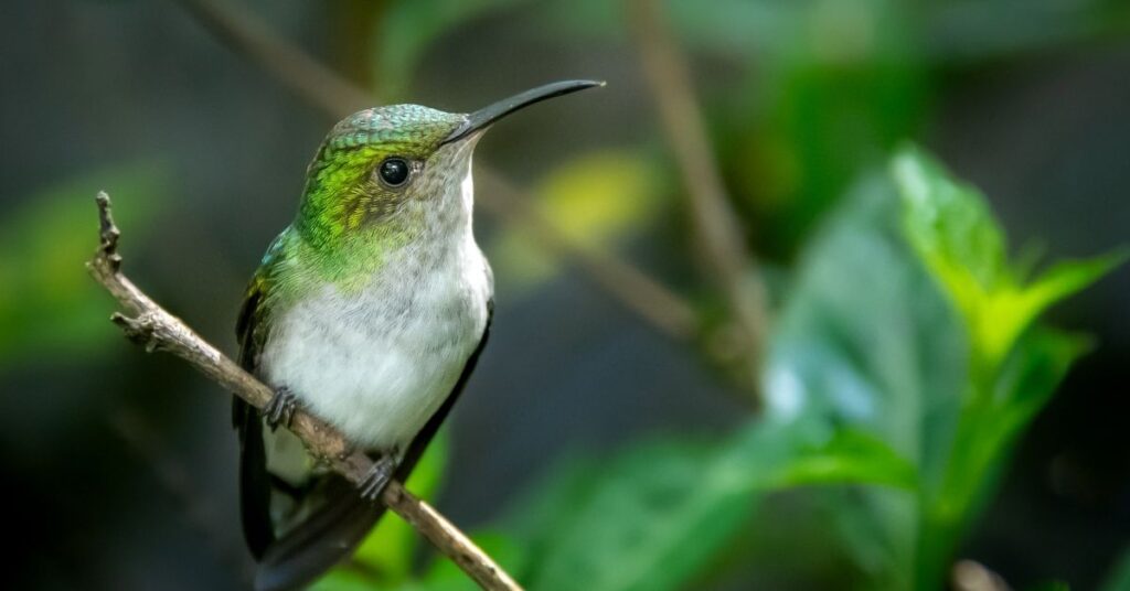 nicknames for hummingbird