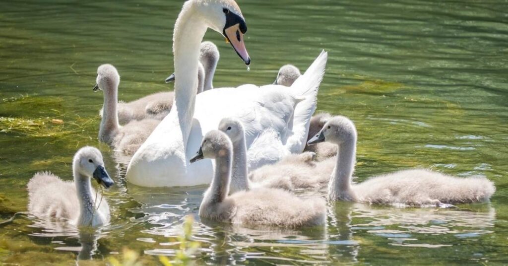 Swan Female Names