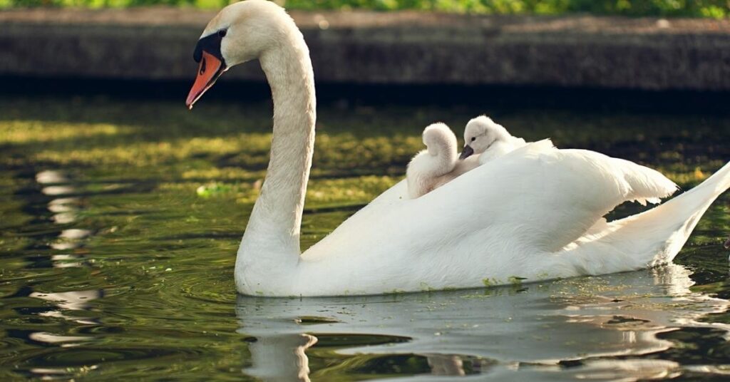 Swan Names in Other Languages