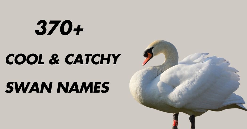 Swan Names