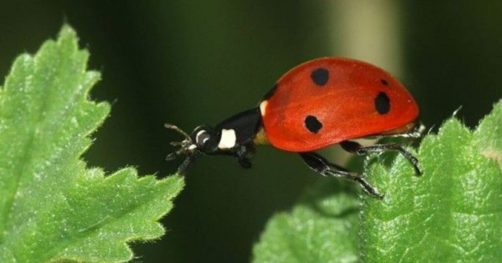 The Best Ladybug Names Ideas