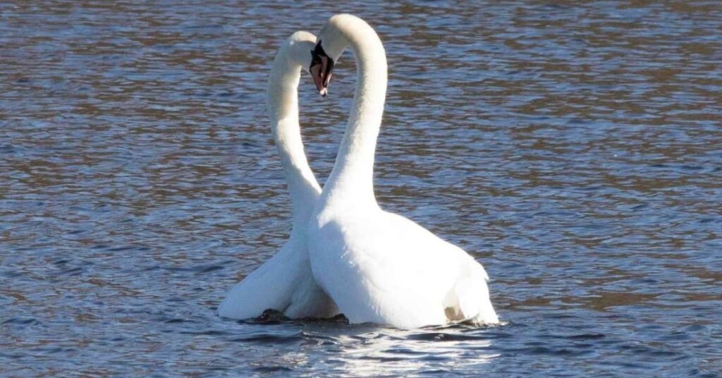 Trumpeter Swan-Inspired Names