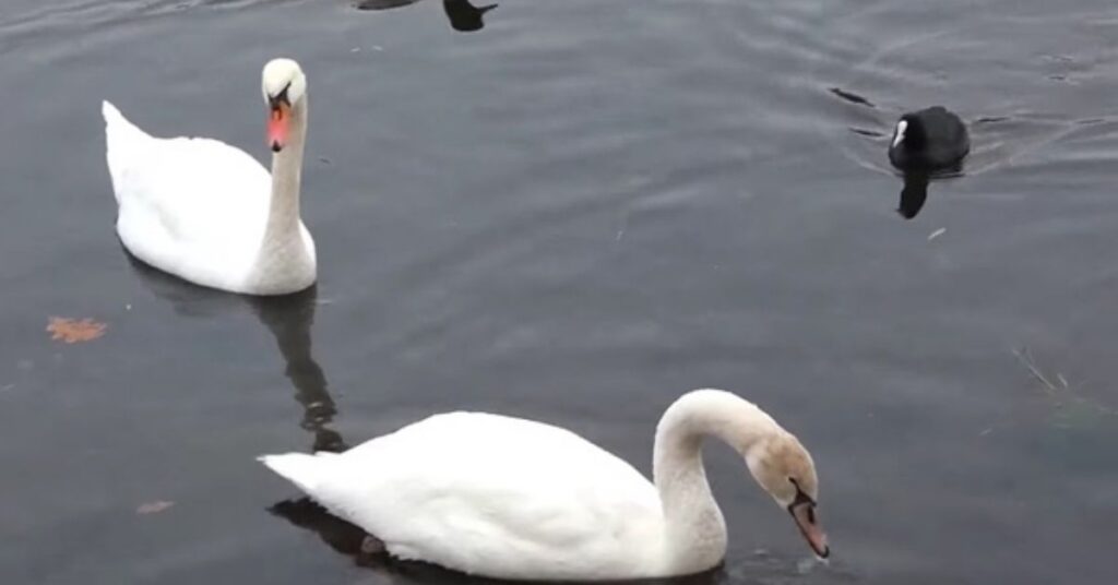 Tundra Swan Inspired Names