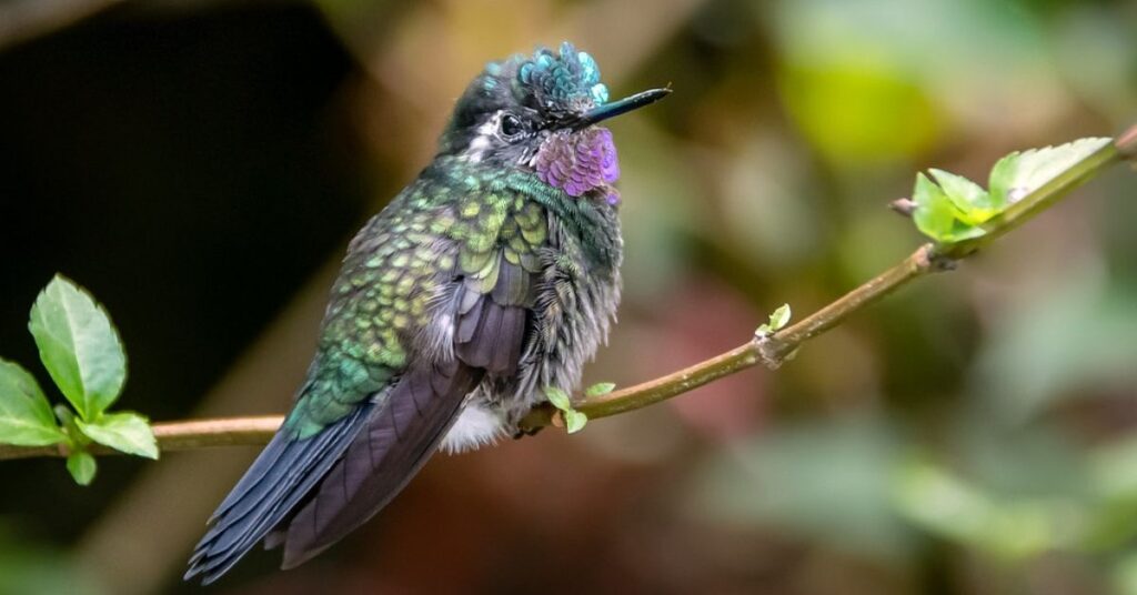 Unique Hummingbird Names