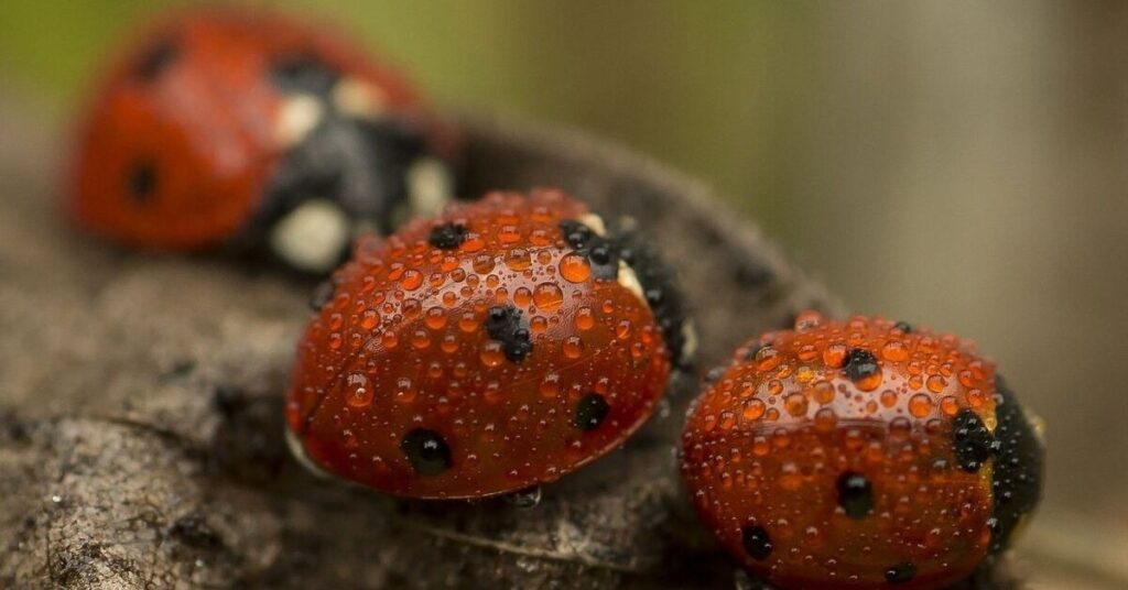 Unique Ladybug Names