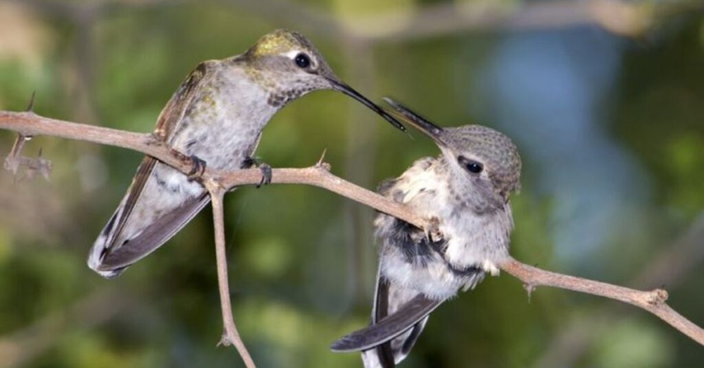 Unisex Hummingbird Names