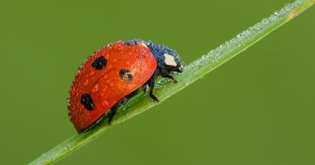 Unisex Ladybug Names