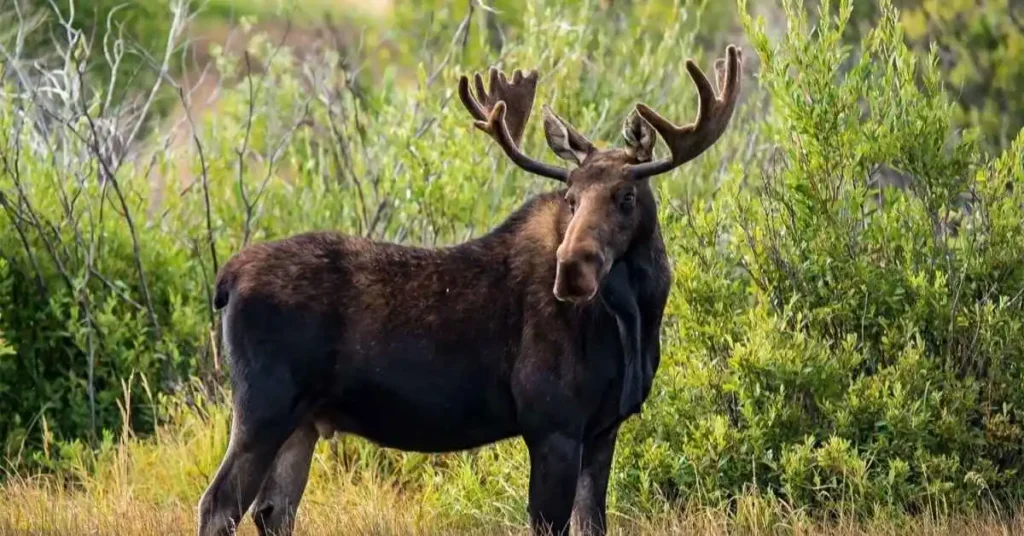 Alaska Moose Names