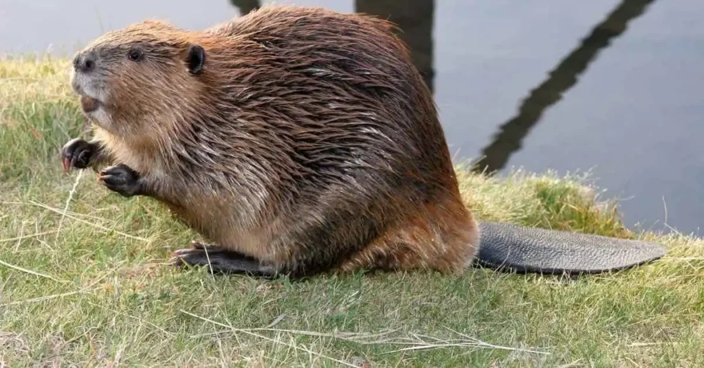 Top Beaver Names with Meaning