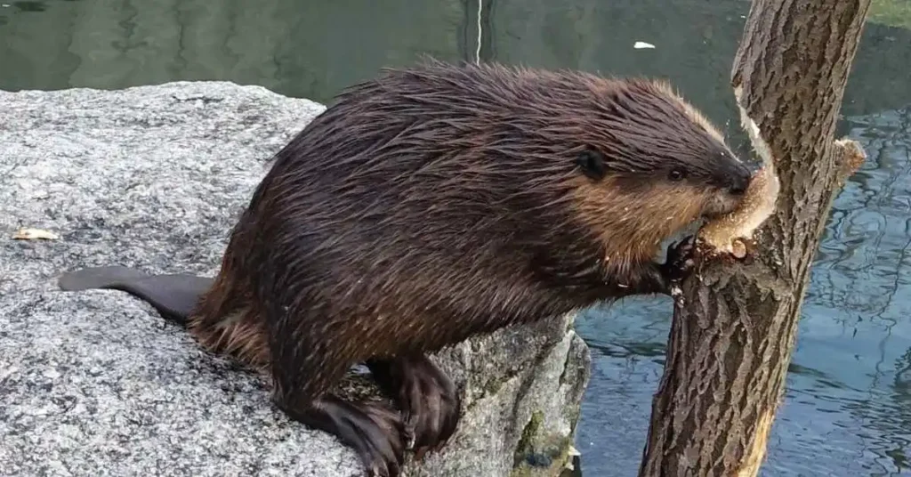 Cute Names for Beavers