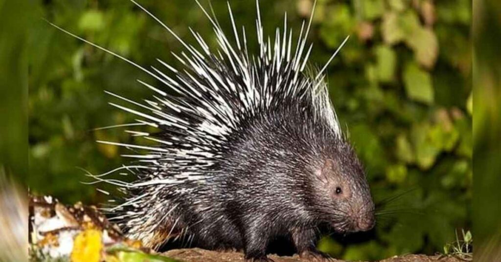 8 Interesting Facts About Porcupines