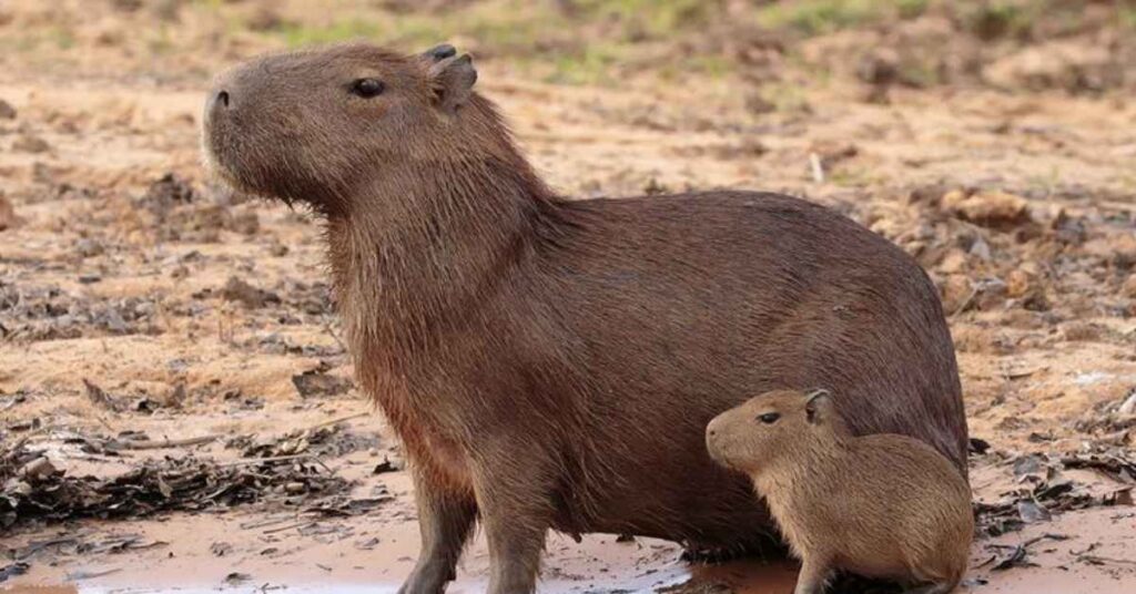 Female Capybara Names