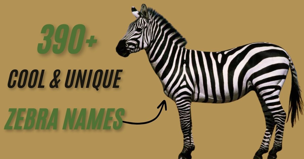 Zebra Names