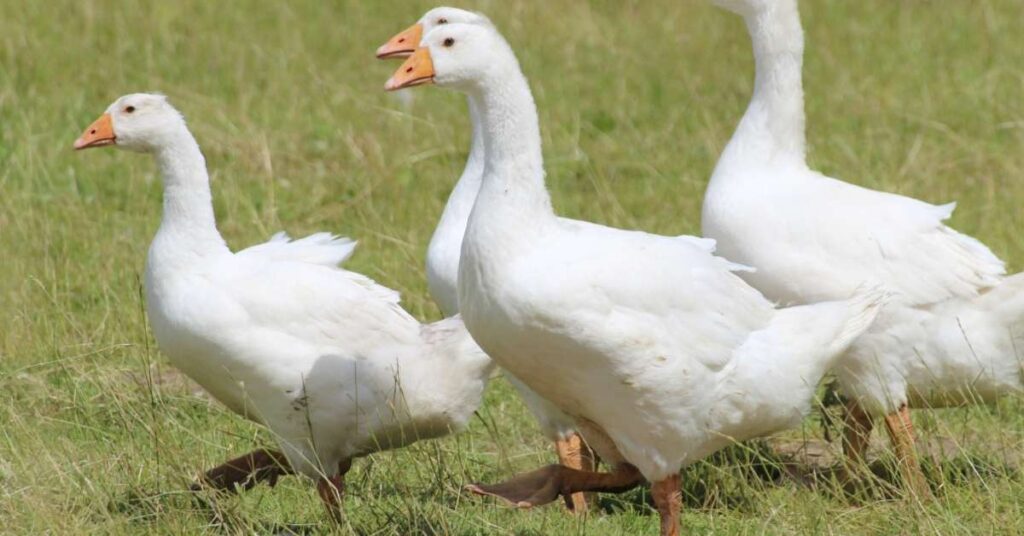 African Goose Names