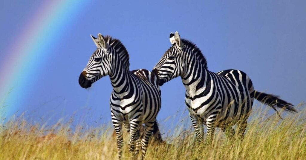 African Zebra Names