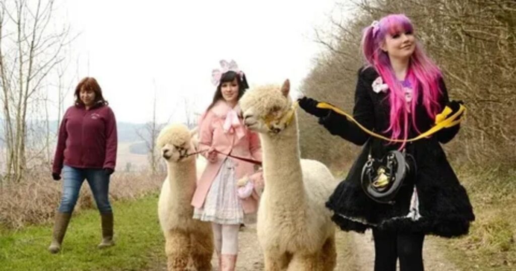 Alpaca Girl Names