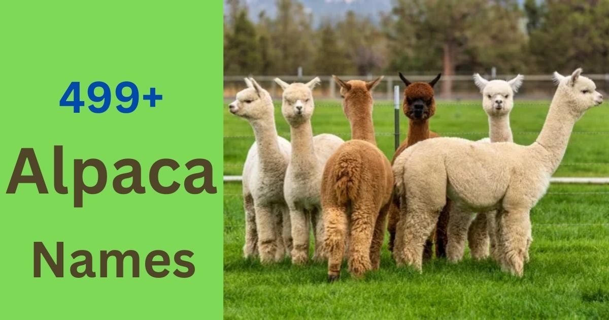 Alpaca Names