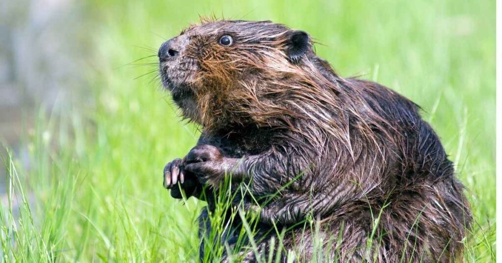 Angry Beaver Names