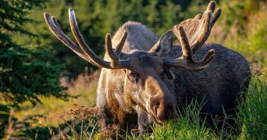 Antler Moose Names