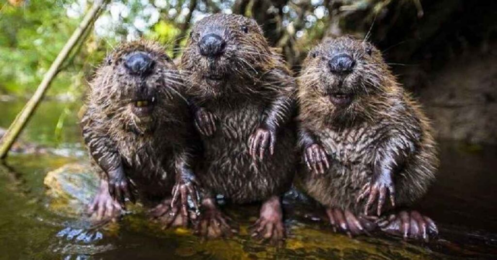 Baby Beaver Names