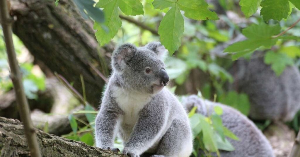 Baby Koala Names