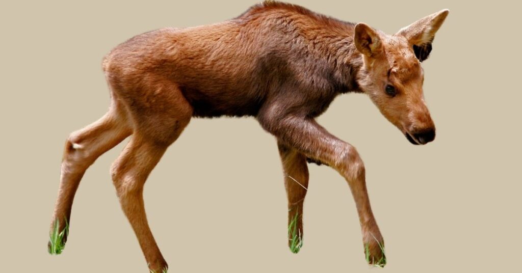 Baby Moose Names