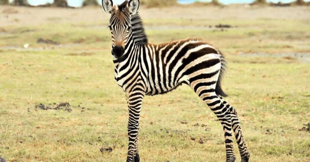 Baby Zebra Names