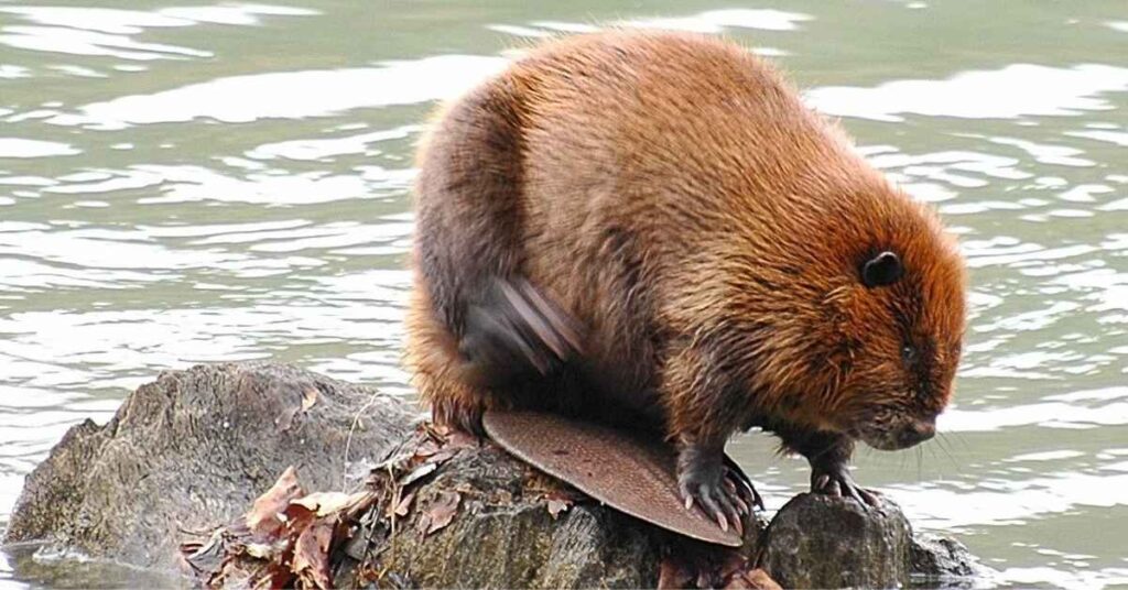 Badass Beaver Names