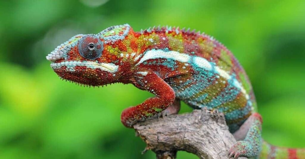 Badass Chameleon Names