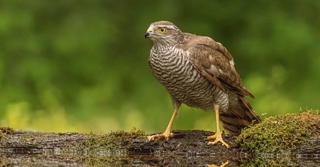 Badass Hawk Names