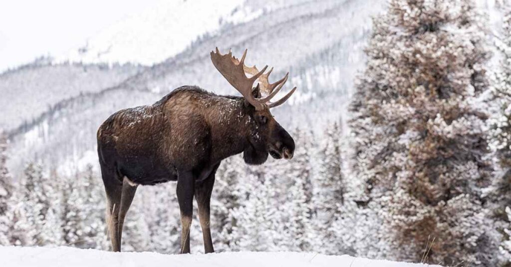 Badass Moose Names 