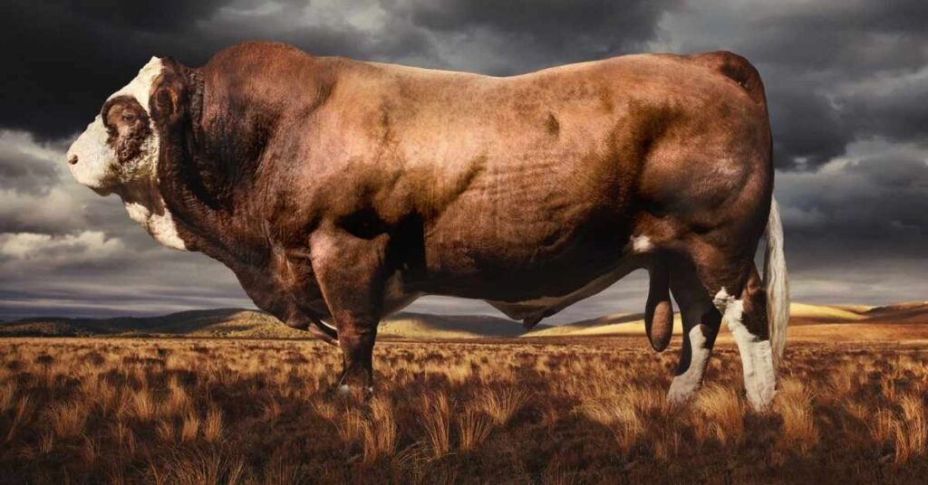 Badass Names for Bull