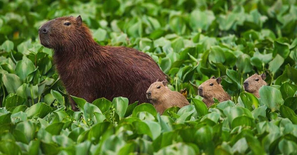 Badass Names for Capybaras
