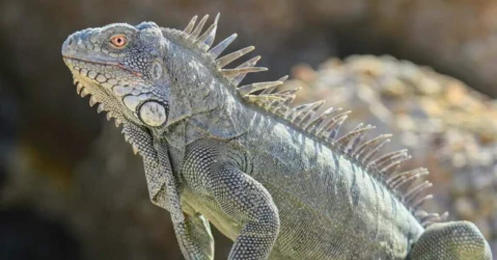 Badass Names for Iguana