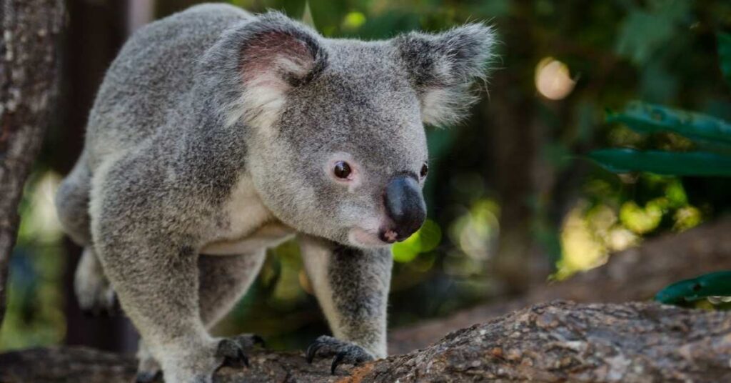 Badass Names for Koala