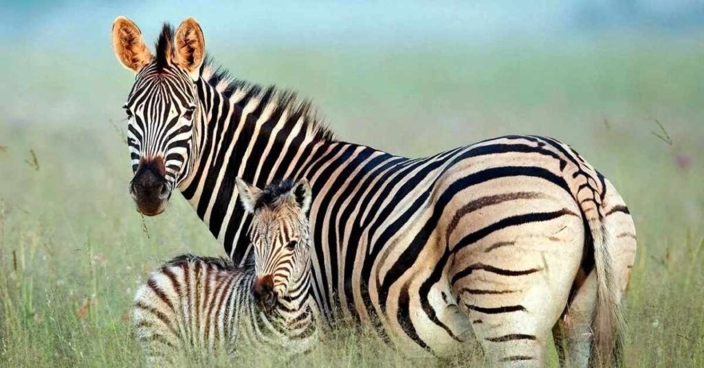 Badass Names for Zebras